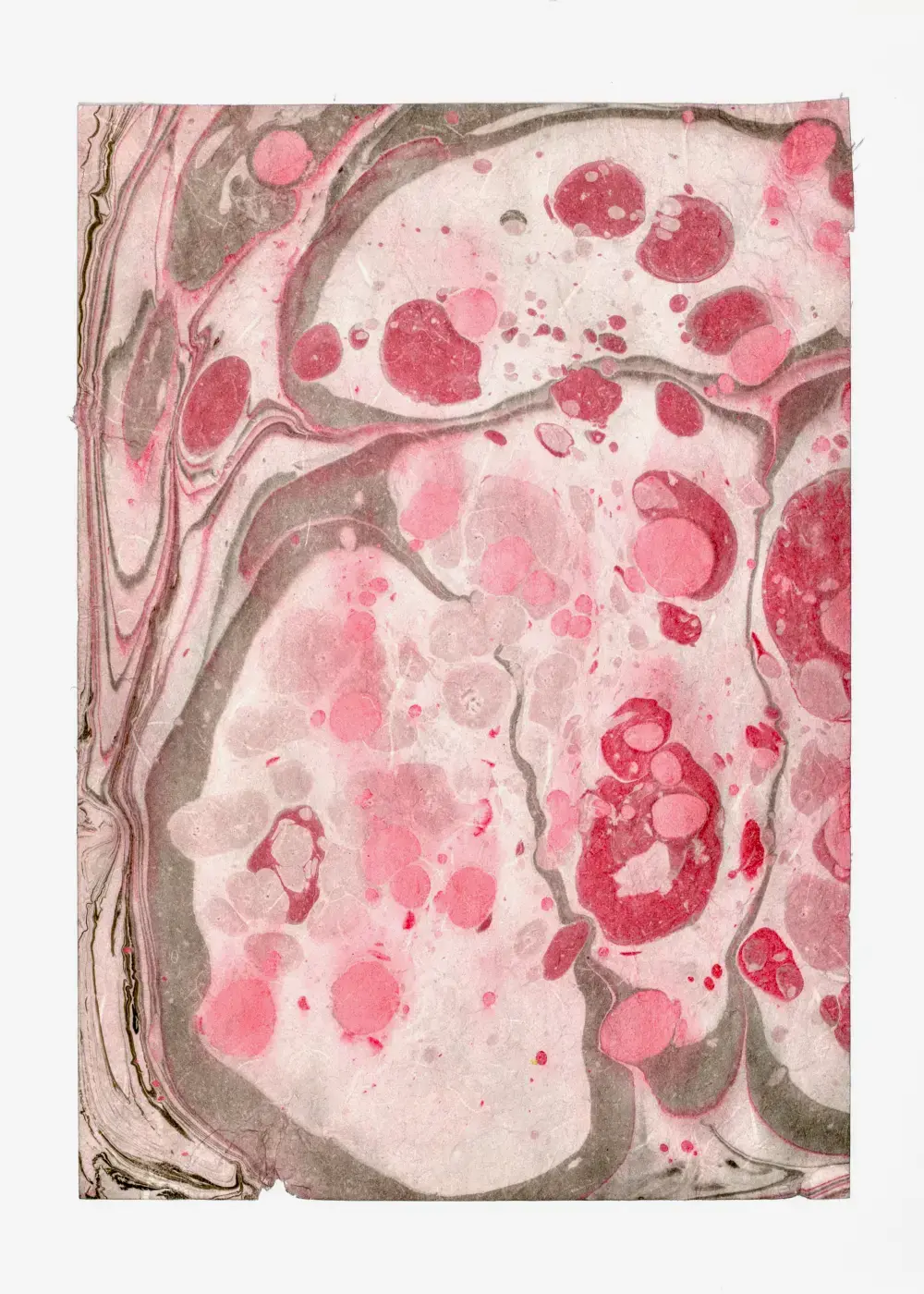 Clusters of rose-pink petals scattered on pale ground with smoky gray branching edges — cherry blossoms