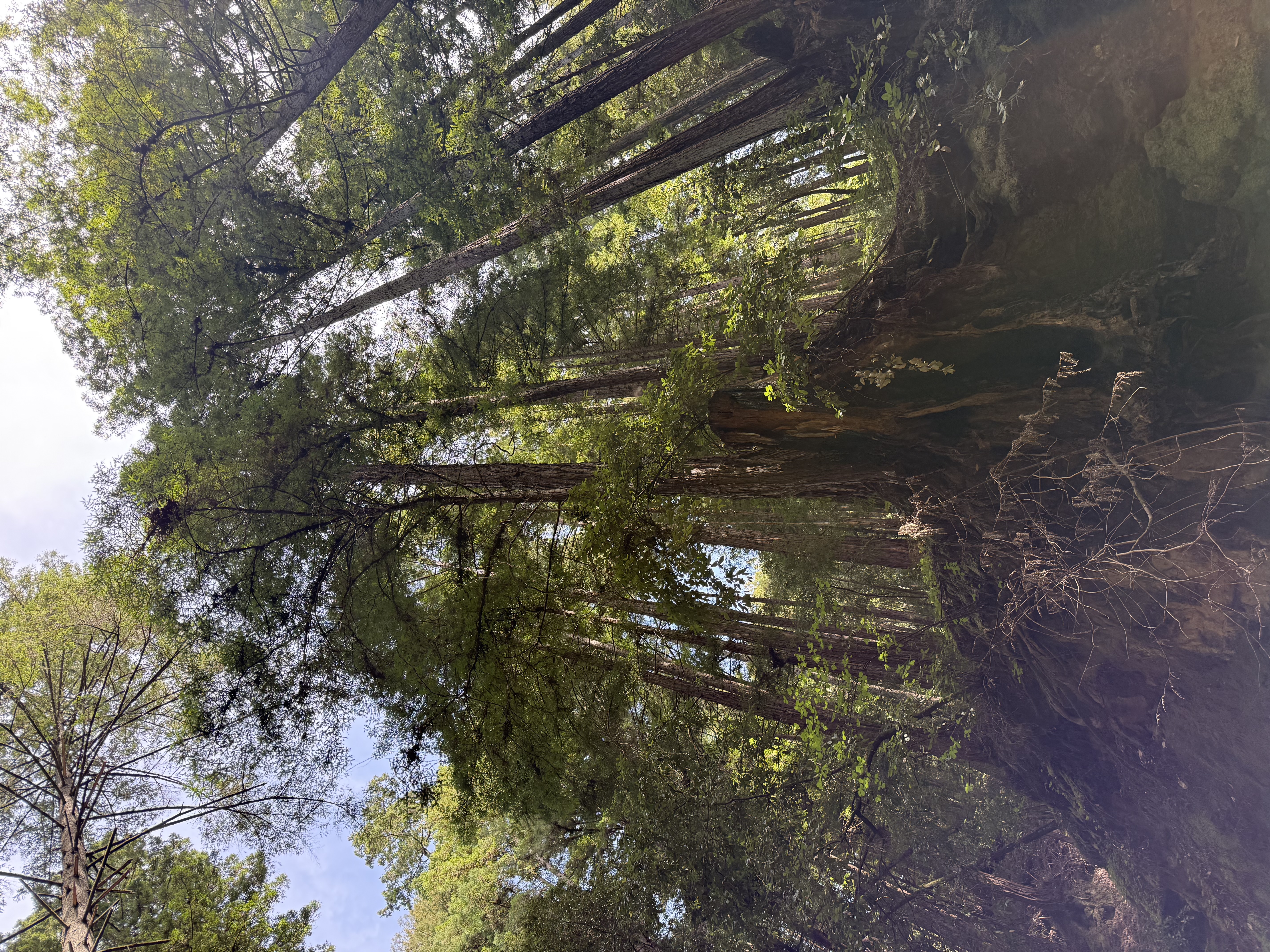 Redwood grove from below, sun filtering through the canopy, Nisene Marks State Park near Soquel