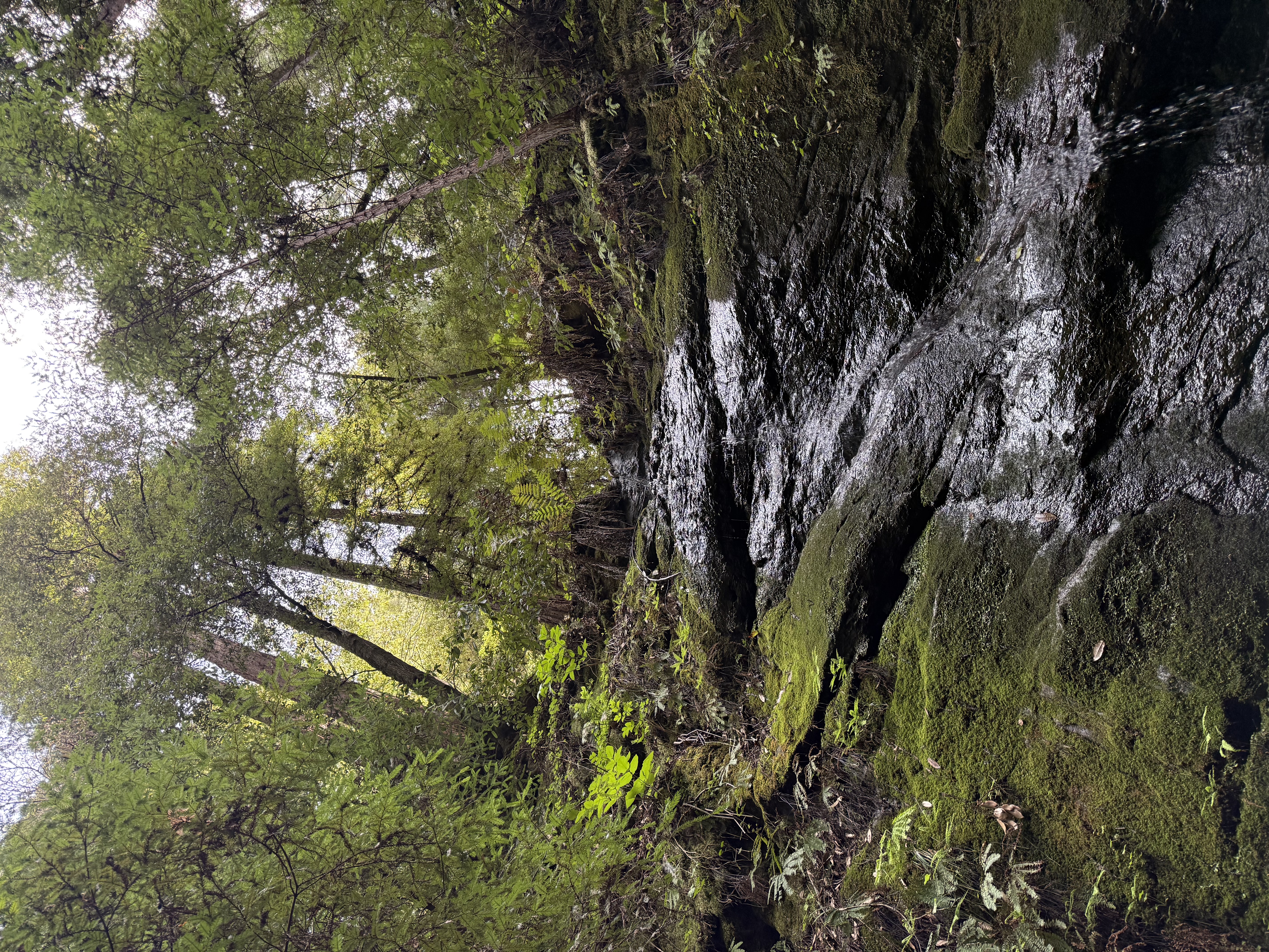 Moss-covered boulder beneath redwoods, Nisene Marks State Park near Soquel