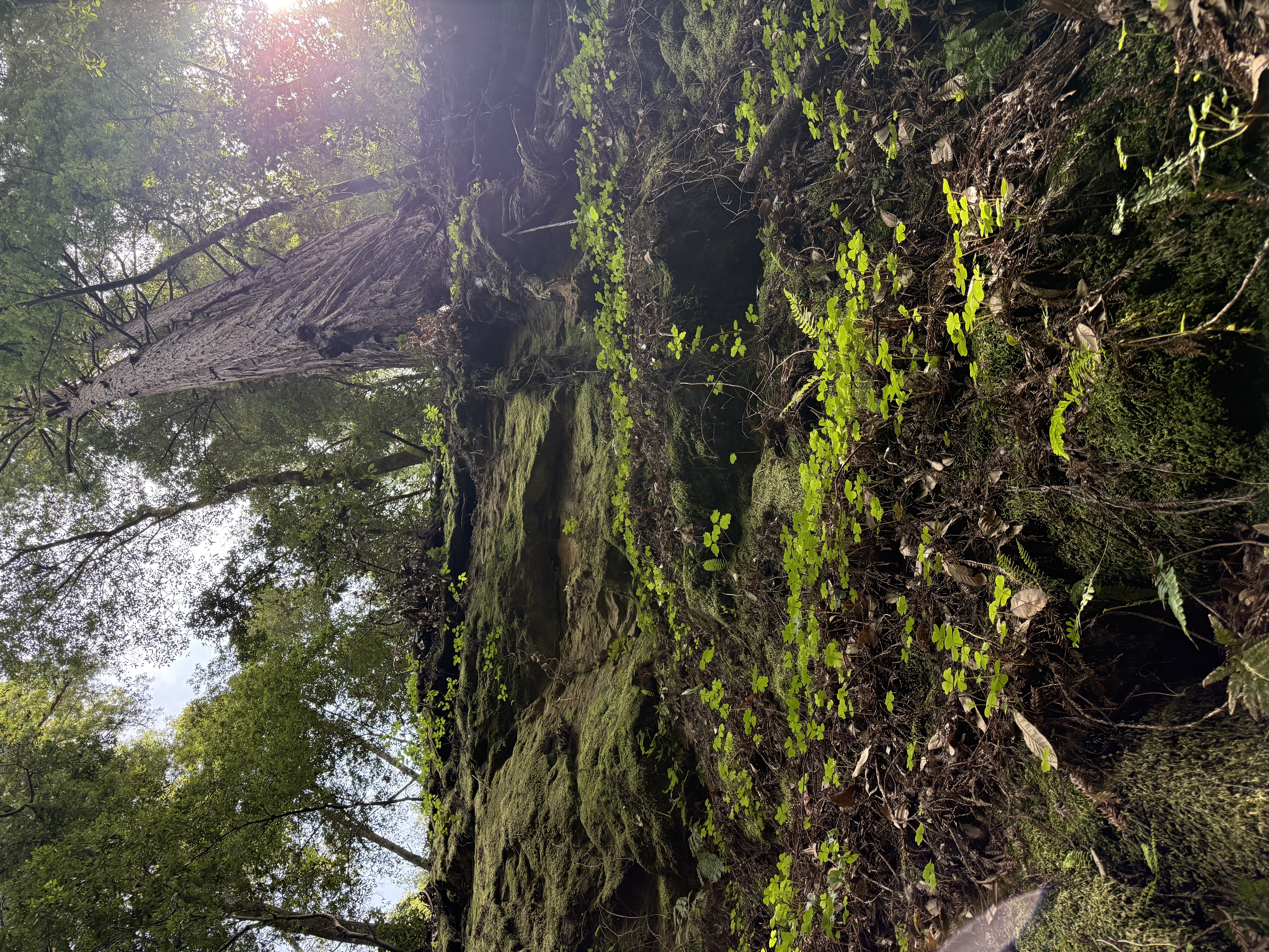 Mossy rock face with ferns and young growth in a Nisene Marks redwood grove