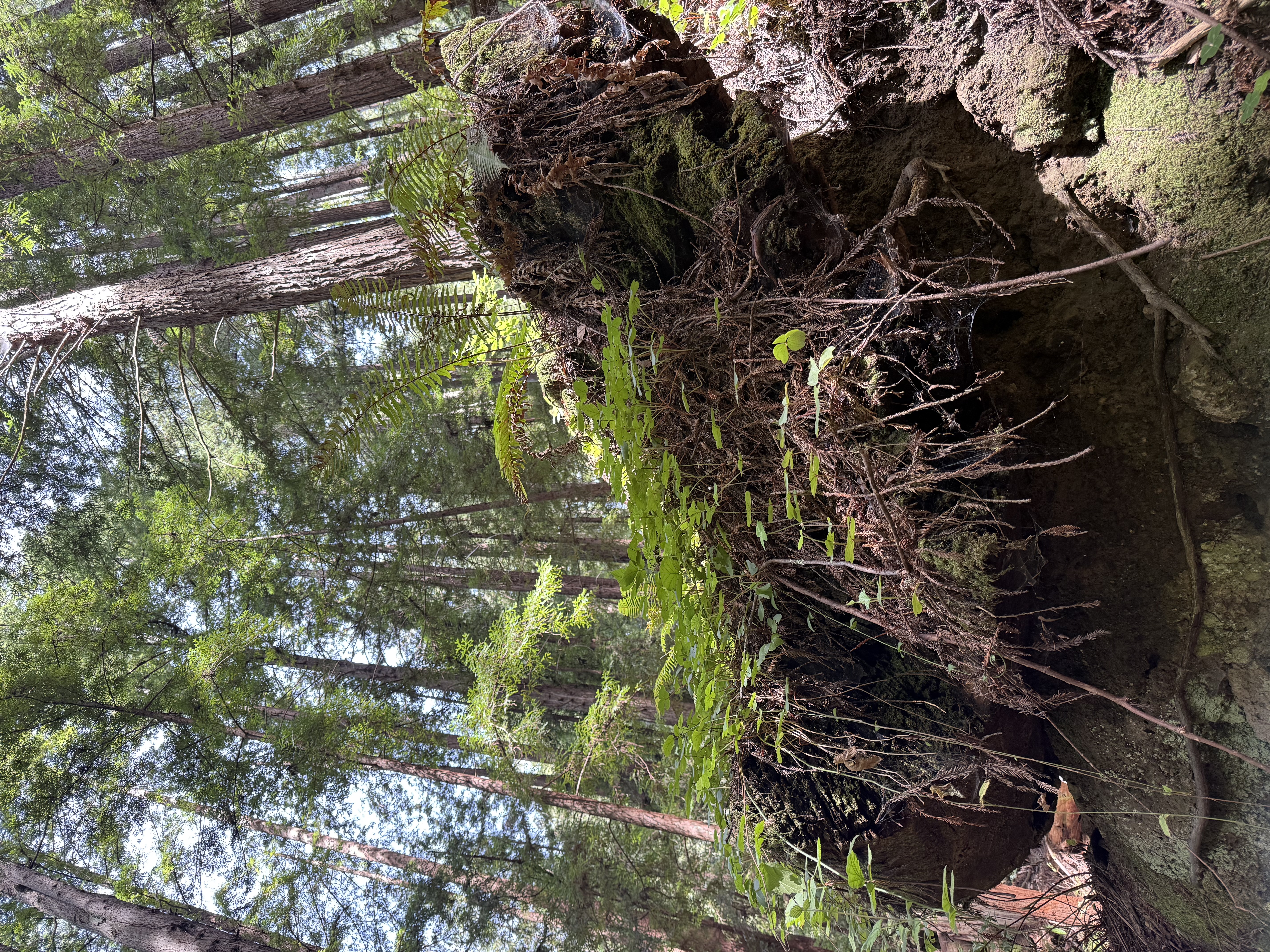Upturned redwood root ball with ferns, Loma Prieta fault-line forest near Soquel