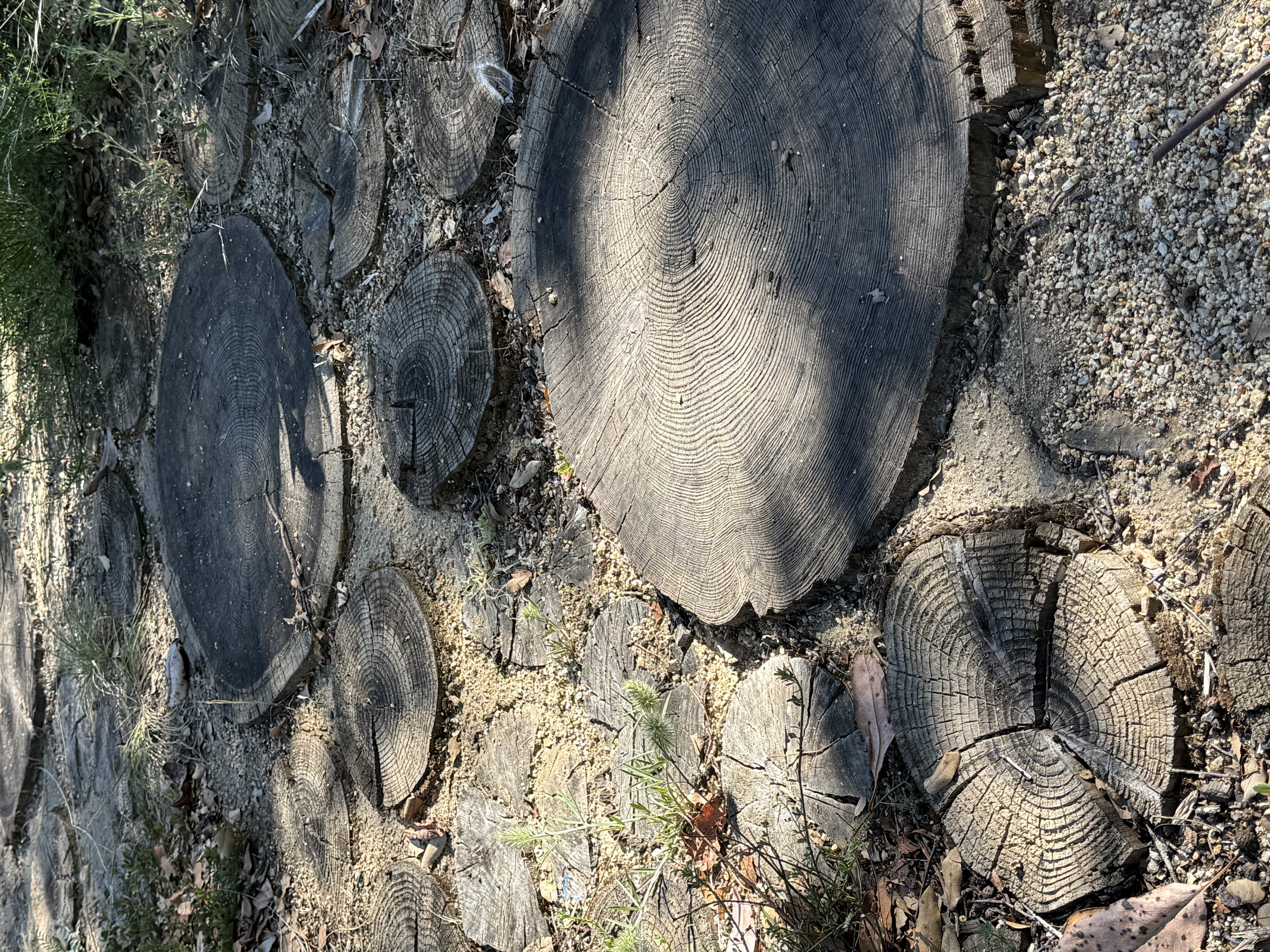 Tree-stump slices set as stepping stones on a forest path near Soquel — concentric rings with eroded gaps, uncannily like the Erosion algorithm output
